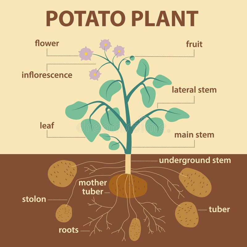 Illustration Showing Parts of Potato Platnt Stock Vector - Illustration