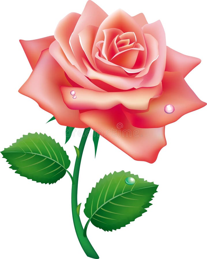 Illustration of single rose