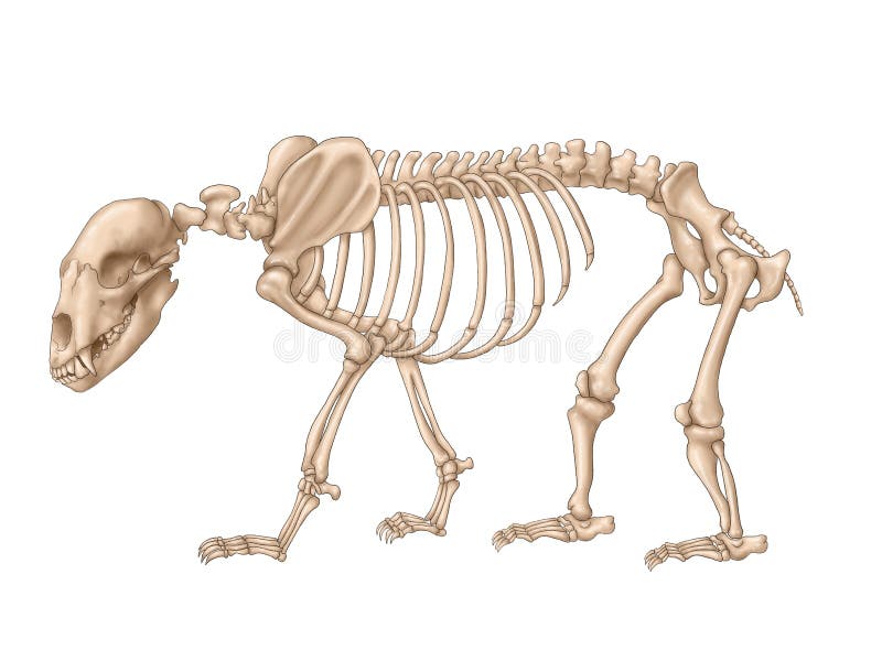 Bear Skeleton Stock Illustration Illustration Of Wild 175918505