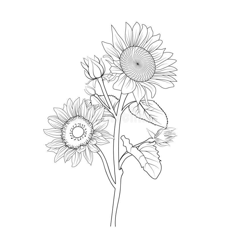 Illustration Sketch of Hand-drawn Sunflowers Isolated on White. Spring ...