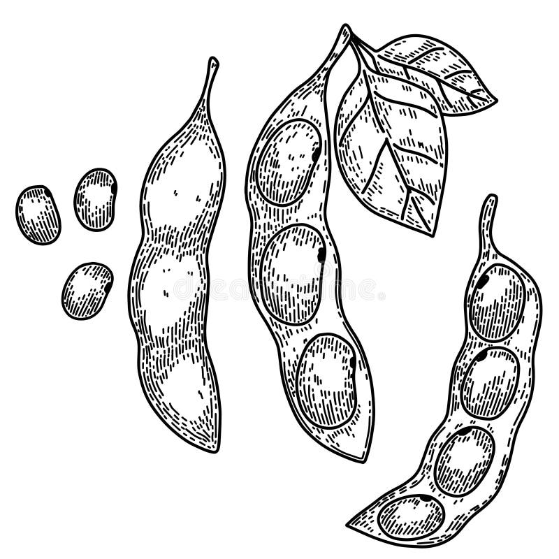 Illustration of Soybeans, Soya Bean Pods in Engraving Style. Design ...