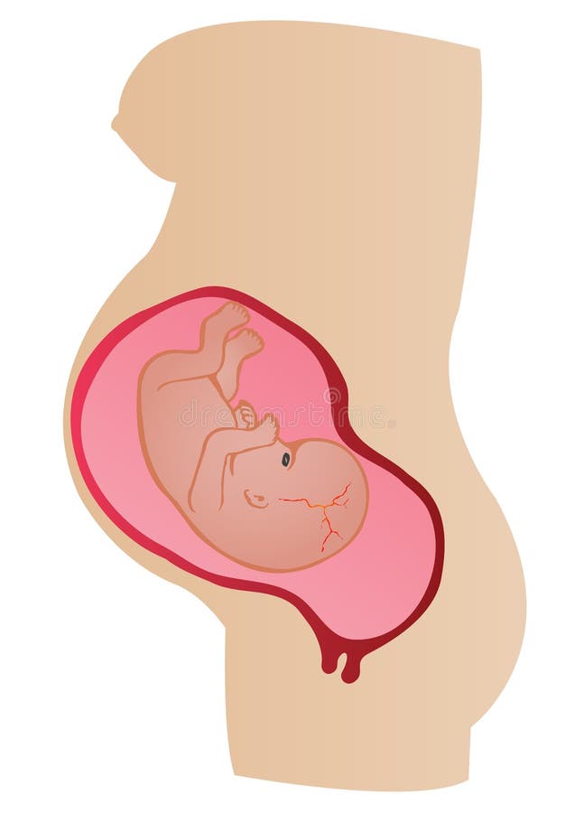 Illustration stages a womb of mother