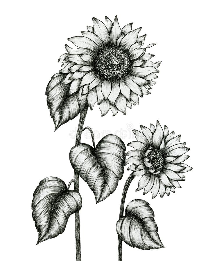 311 Sunflower Hand Sketch Stock Photos - Free & Royalty-Free Stock ...