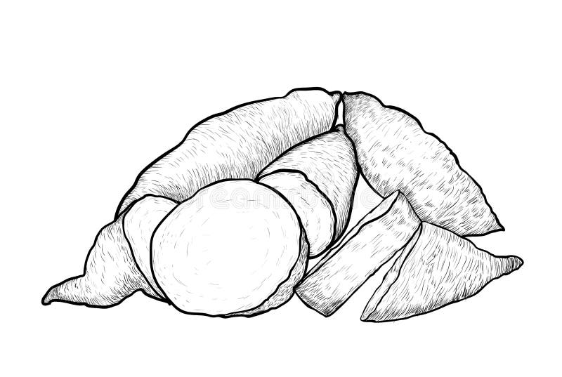 Hand drawing of Sweet Potato. 