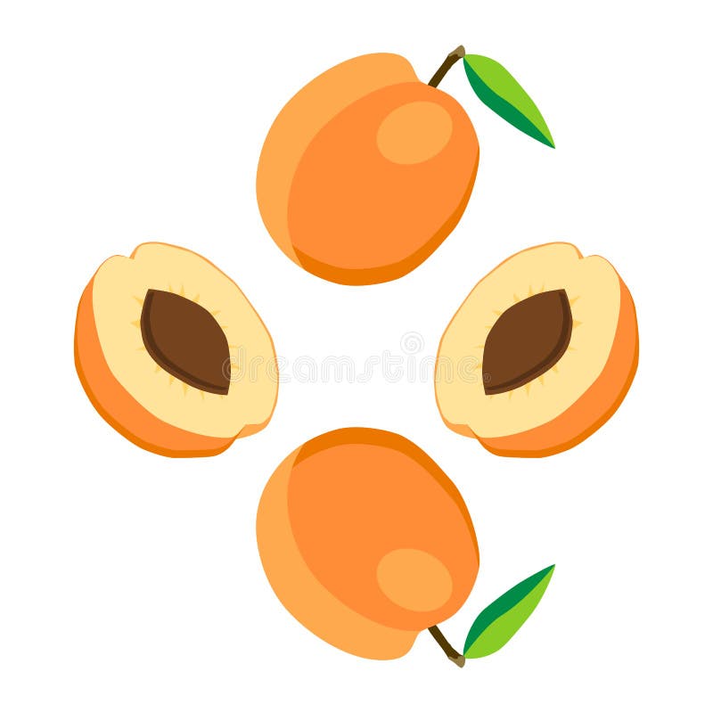 Illustration on the theme of fruit apricot, label market royalty free illustration Illustration on the theme of fruit apricot, label market royalty free illustration