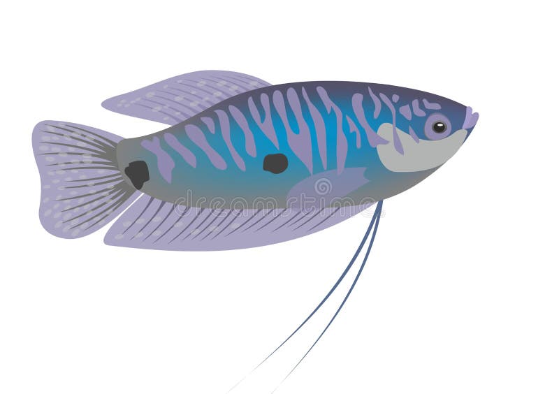 Illustration of a three spot gourami