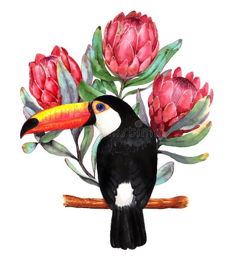 Illustration tirée par la main d'aquarelle des fleurs rouges de protea et du grand oiseau noir de toucan illustration de vecteur Illustration tirée par la main d'aquarelle des fleurs rouges de protea et du grand oiseau noir de toucan illustration de vecteur