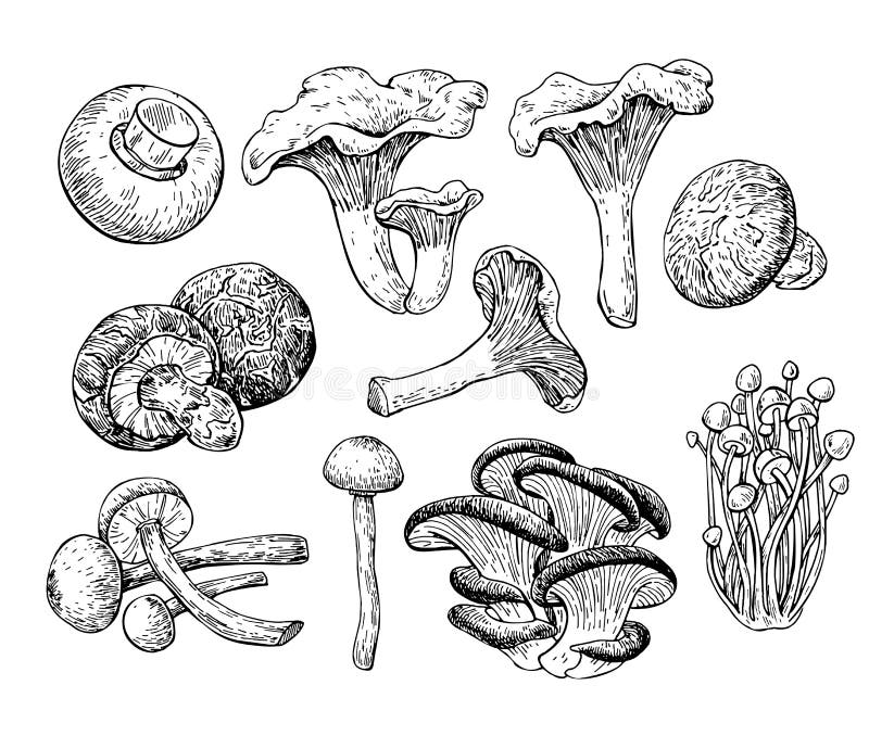 Illustration tirée par la main de vecteur de champignon Dessin de nourriture de croquis