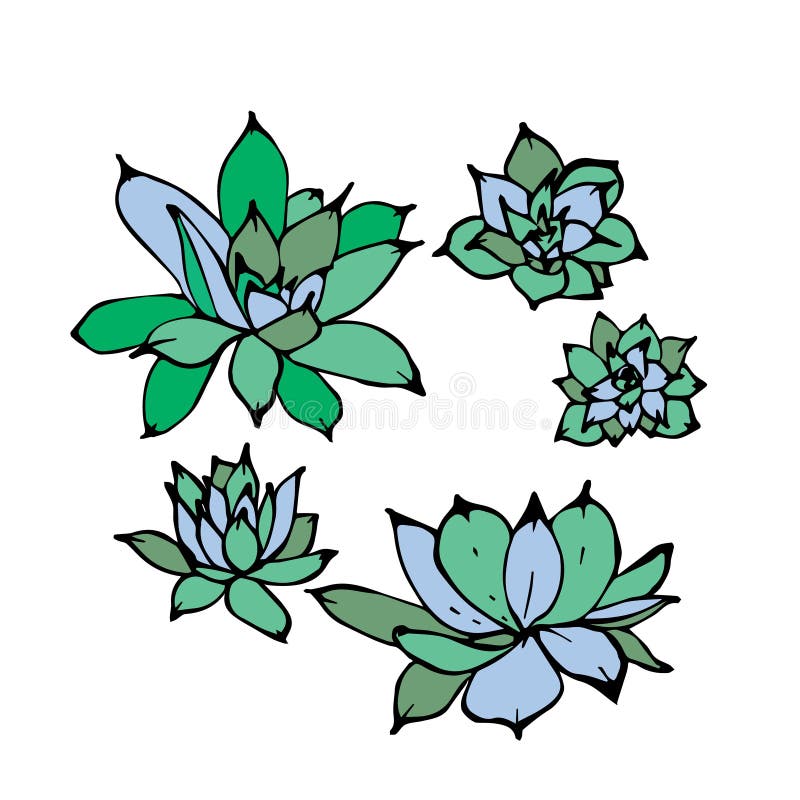 Illustration tirée par la main de vecteur des usines succulentes d'echeveria vert Vue de ci-dessus, d'isolement sur le fond blanc illustration libre de droits Illustration tirée par la main de vecteur des usines succulentes d'echeveria vert Vue de ci-dessus, d'isolement sur le fond blanc illustration libre de droits