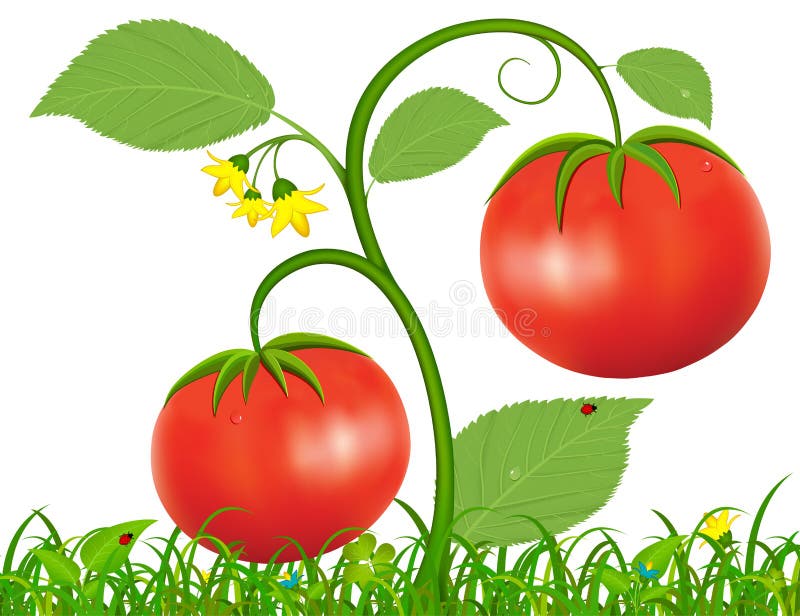Illustration of Tomato stock vector. Illustration of agriculture 41576839