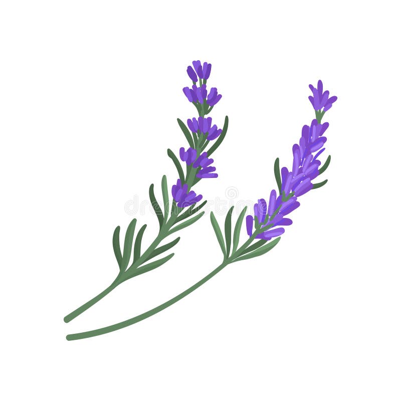 Flat vector icon of two small sprigs of green rosemary with narrow leaves and purple flowers. Culinary herb. Aromatic.