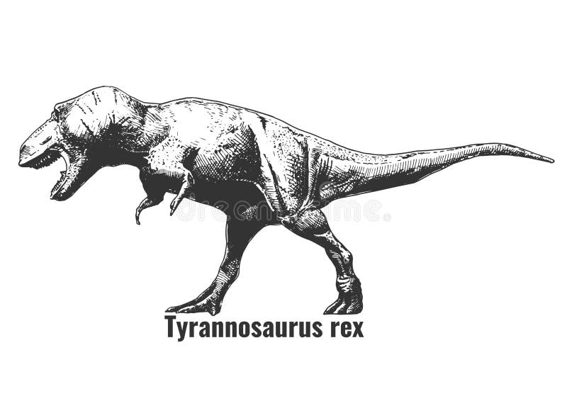 Drawing of a Tyrannosaurus Rex Stock Vector - Illustration of