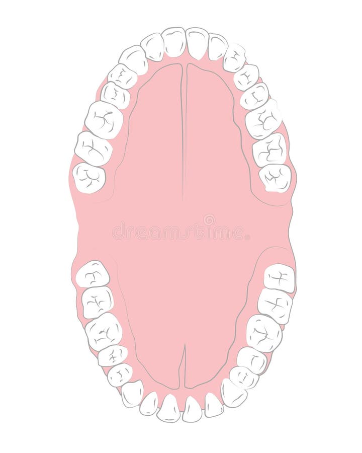 Medical Drawings, All Teeth Stock Vector - Illustration of dental