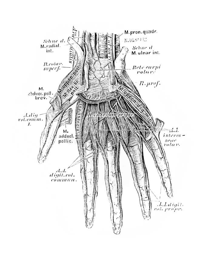 The Illustration of Veins and Arteries on the Arm in the Old Book Die ...