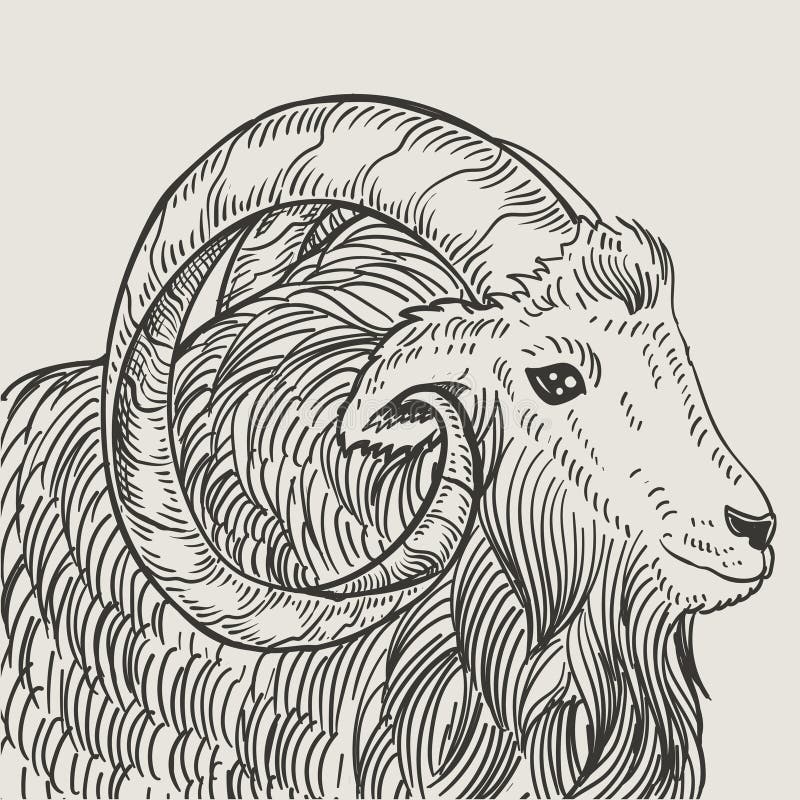 Illustration Vintage Goat Engraving Style Stock Illustration