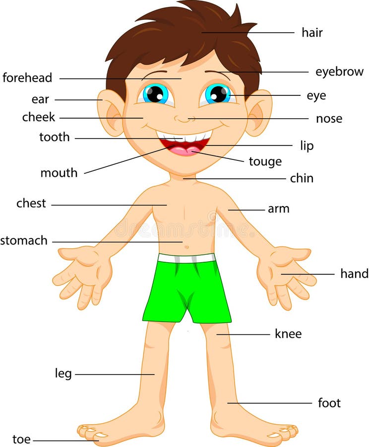 Illustration of vocabulary part of body stock illustration Illustration of vocabulary part of body stock illustration