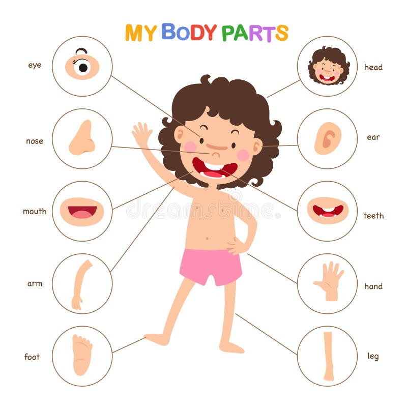 Cartoon Girl Vocabulary Part Body Stock Illustrations – 120 Cartoon