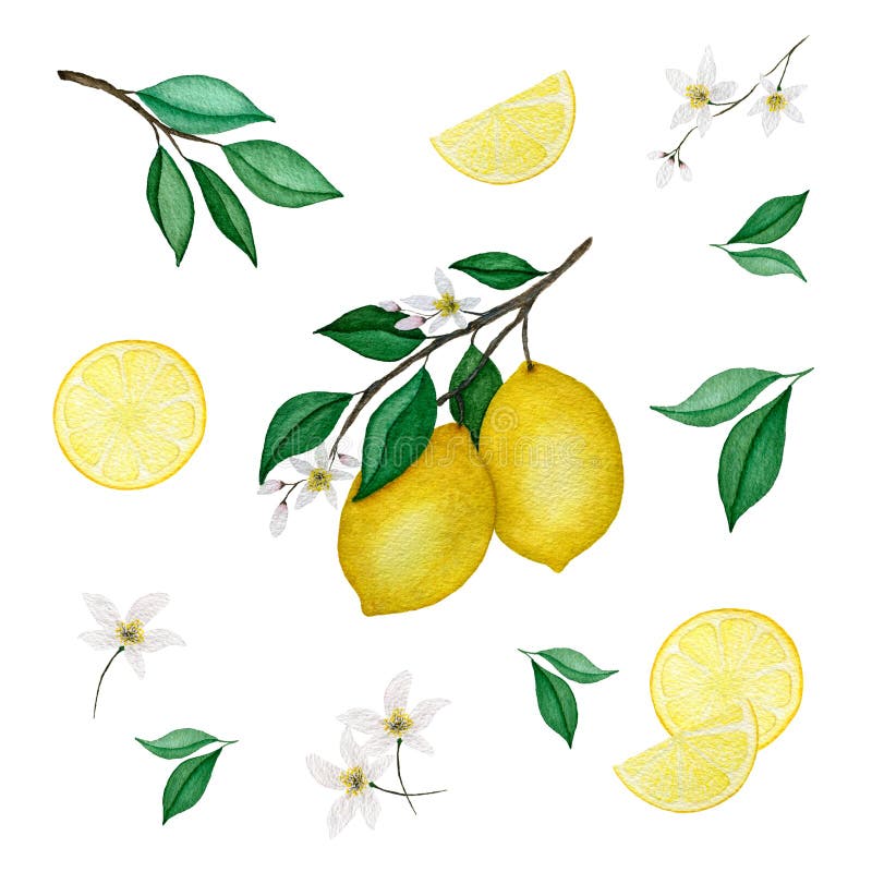 Watercolor Lemon Branch Seamless Border, Ornamental Lemon Fruit Border ...
