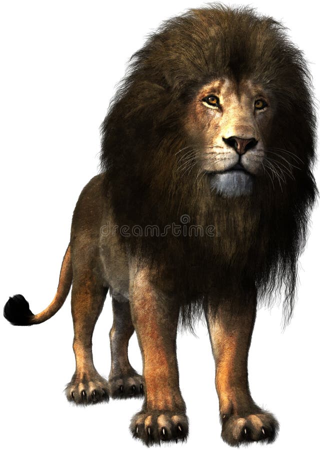 Male Lion, Wildlife, Cat, Isolated, Mane, Standing stock images Male Lion, Wildlife, Cat, Isolated, Mane, Standing stock images