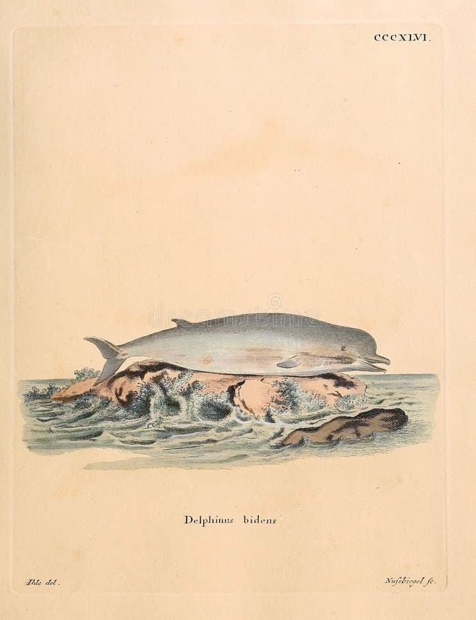 Goat drawn with a pencil in retro style. Old image. Engraving. Goat black white cartoon stock images, royalty-free photos and pictures