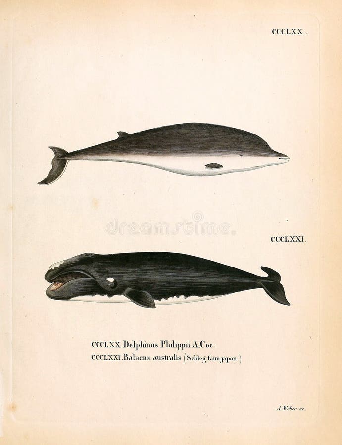 Goat drawn with a pencil in retro style. Old image. Engraving. Goat black white cartoon stock images, royalty-free photos and pictures