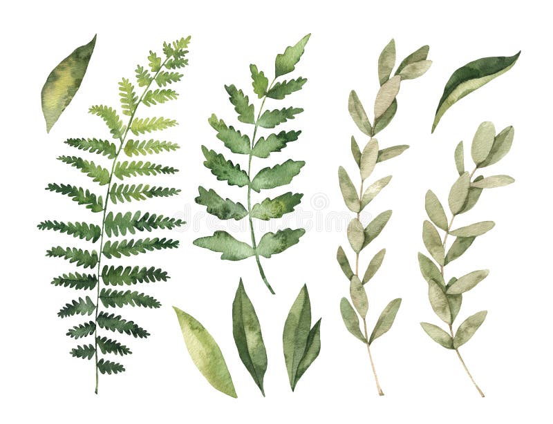 Illustrations d'aquarelle Clipart botanique lames de vert réglées illustration de vecteur Illustrations d'aquarelle Clipart botanique lames de vert réglées illustration de vecteur