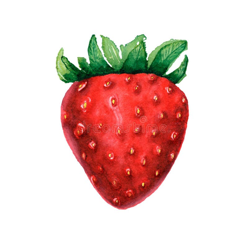 Illustrations of dessert berry. Watercolor strawberry. Isolated picture of berry on white background. Vegetarian food. vector illustration Illustrations of dessert berry. Watercolor strawberry. Isolated picture of berry on white background. Vegetarian food. vector illustration