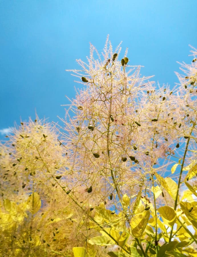 Exotic plants in the Eutopia botanical garden from Mandruloc - Arad - Romania