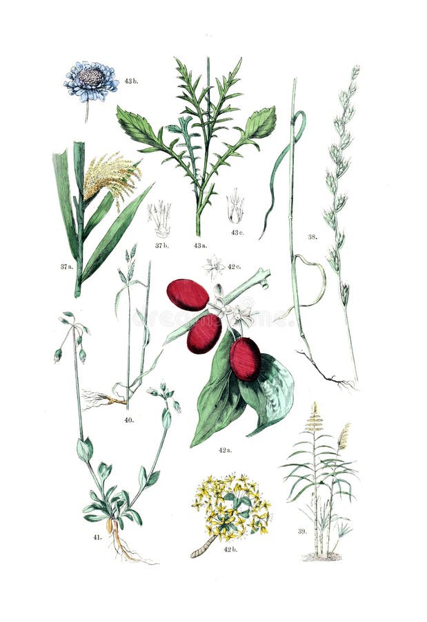 Ancient illustration of the plant. Hand drawn. Ancient illustration of the plant. Hand drawn.