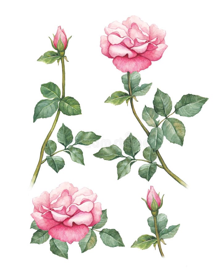 Illustrations of a rose flowers