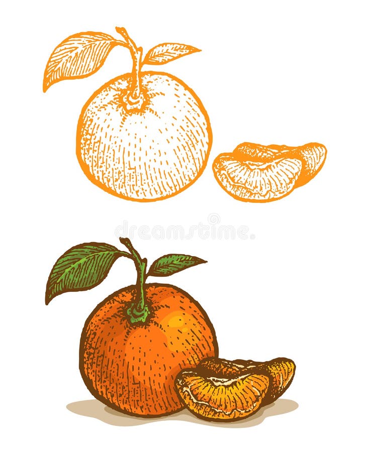 Illustrations of tangerine