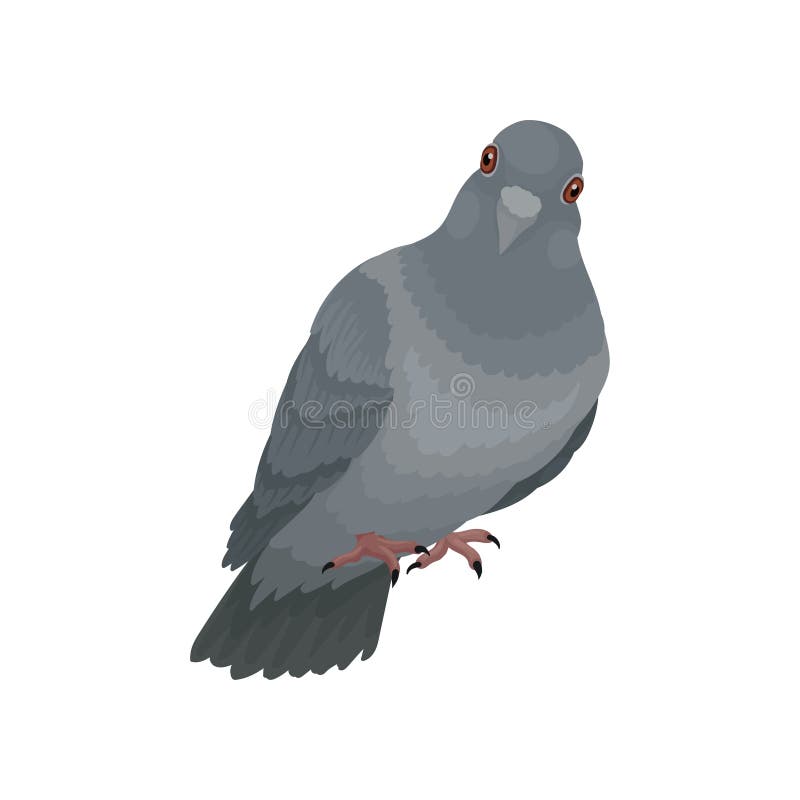 Illustrations urbaines grises mignonnes de vecteur de pigeon sur un fond blanc illustration libre de droits Illustrations urbaines grises mignonnes de vecteur de pigeon sur un fond blanc illustration libre de droits