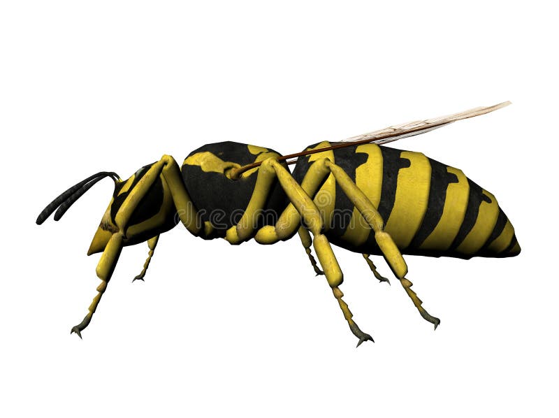 Illustrationwasp royaltyfri illustrationer