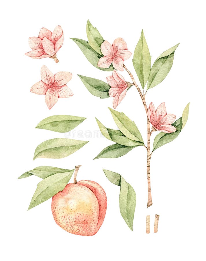 Illustrazione botanica dell'acquerello botanica Frutta della pesca, fiori rosa e foglie Elementi floreali del fiore Perfezioni pe