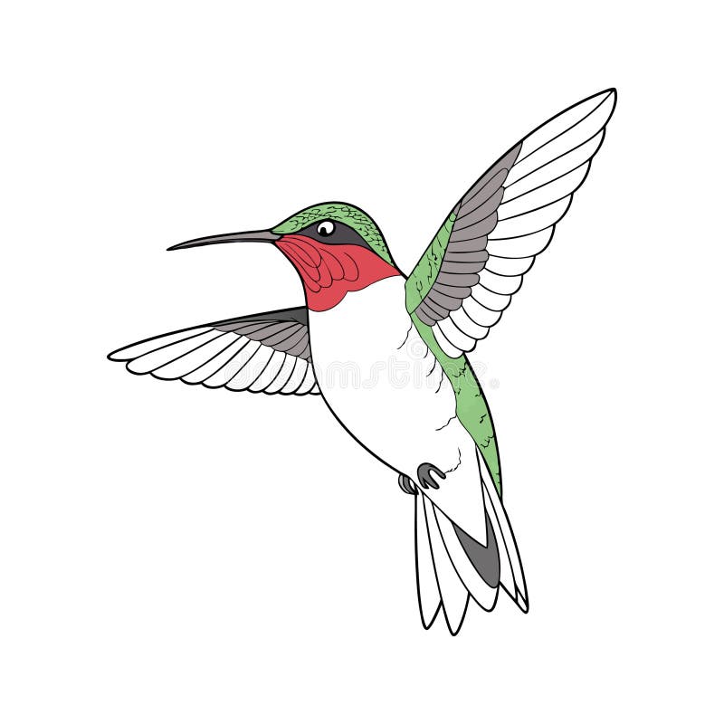 Illustrazione a colori di uccello di HummingbirdThroated illustrazione di stock