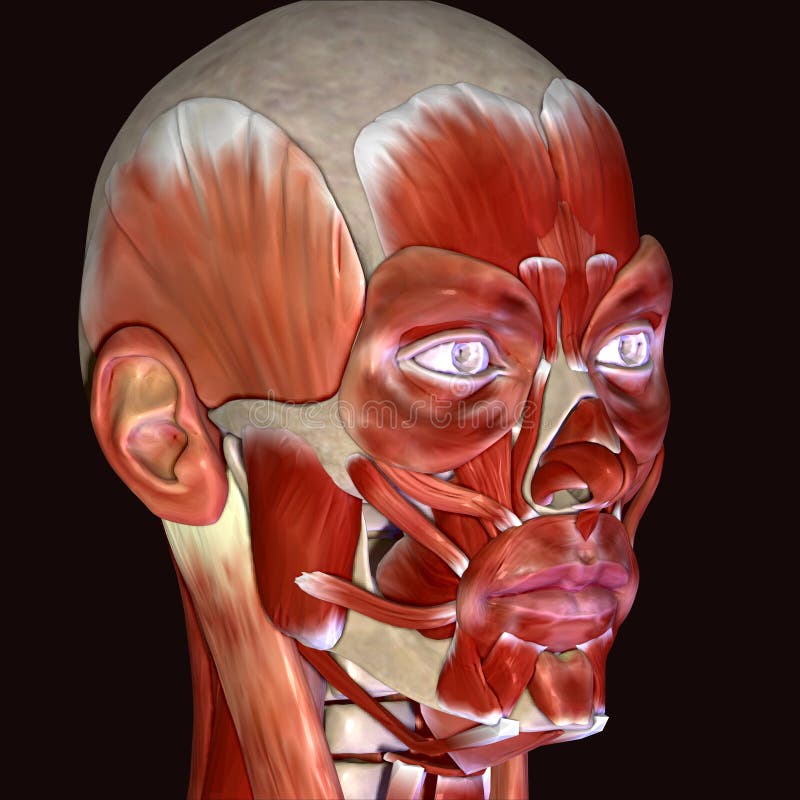 illustrazione 3d dei muscoli del fronte del corpo umano illustrazione vettoriale illustrazione 3d dei muscoli del fronte del corpo umano illustrazione vettoriale