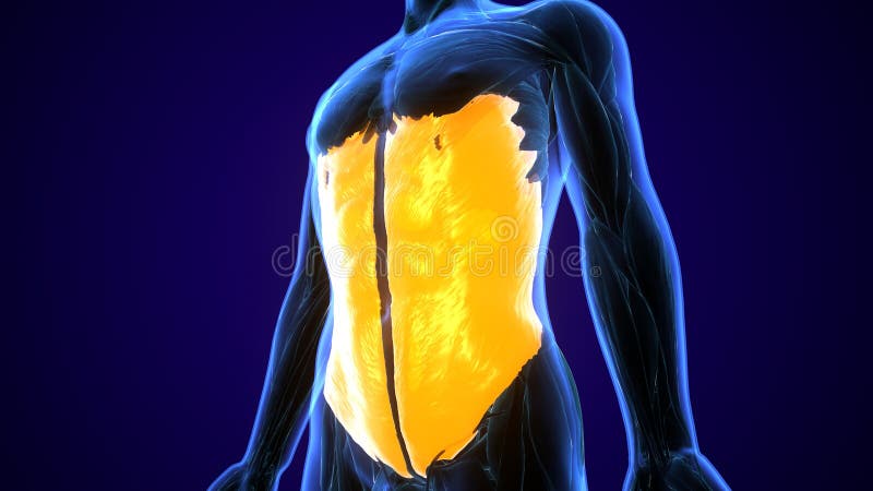 illustrazione 3d dell'illustrazione medicamente accurata del muscolo dell'obliquo esterno royalty illustrazione gratis illustrazione 3d dell'illustrazione medicamente accurata del muscolo dell'obliquo esterno royalty illustrazione gratis