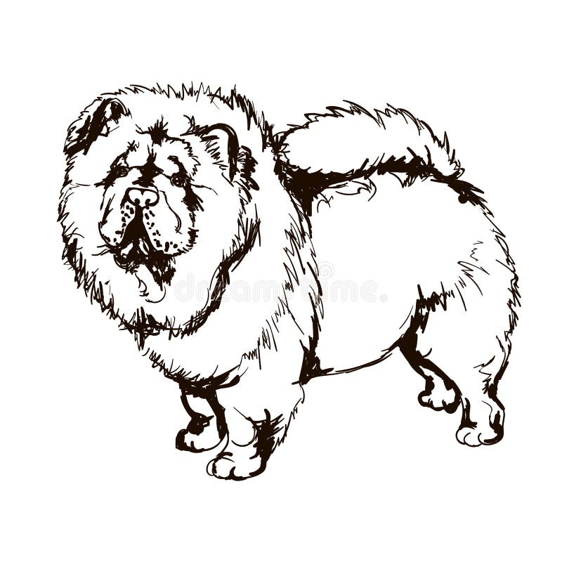 Illustrazione del chow-chow della razza del cane illustrazione di stock Illustrazione del chow-chow della razza del cane illustrazione di stock