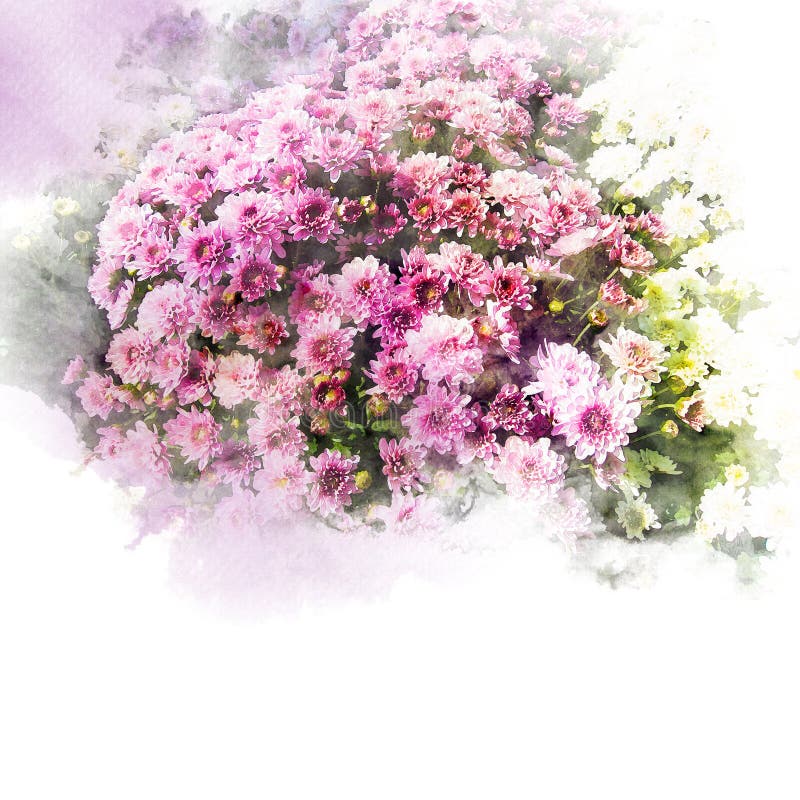Illustrazione del fiore del crisantemo del fiore royalty illustrazione gratis Illustrazione del fiore del crisantemo del fiore royalty illustrazione gratis