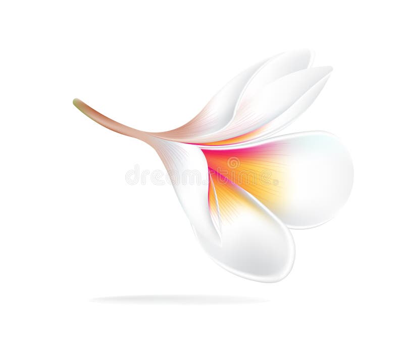 Download Illustrazione Del Frangipane Del Fiore Delle Hawai, Plumeria Bianca Illustrazione Vettoriale - Illustrazione di floreale, grafico: 56883491