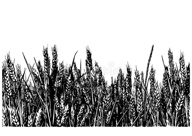 Illustrazione del giacimento di grano illustrazione di stock Illustrazione del giacimento di grano illustrazione di stock