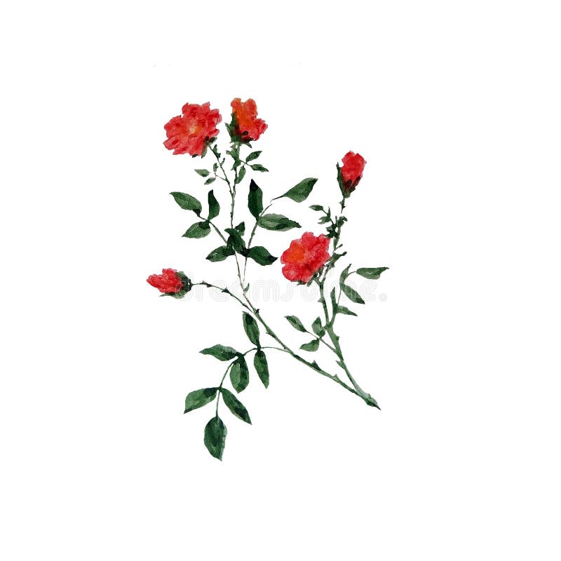 Illustrazione dell'acquerello dei ramoscelli con le foglie verdi ed i piccoli fiori rossi illustrazione vettoriale Illustrazione dell'acquerello dei ramoscelli con le foglie verdi ed i piccoli fiori rossi illustrazione vettoriale