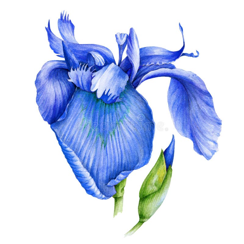 Illustrazione dell'acquerello del fiore dell'iride blu Iris singolo con barba selvatica in piena fioritura con un'immagine disegn illustrazione vettoriale