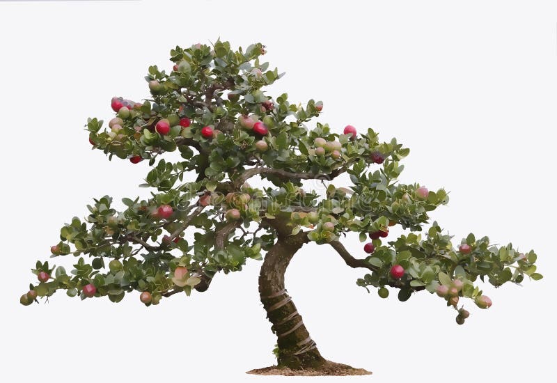 Illustrazione dell'albero dei bonsai