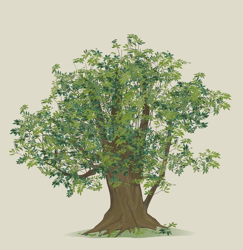 illustrazione dell'albero di faggio royalty illustrazione gratis illustrazione dell'albero di faggio royalty illustrazione gratis