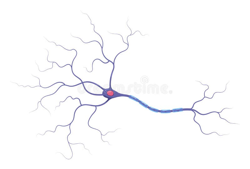 Illustrazione dell'anatomia neuronale. struttura. axon e guaina di mielina infografica vettoriale illustrazione di stock