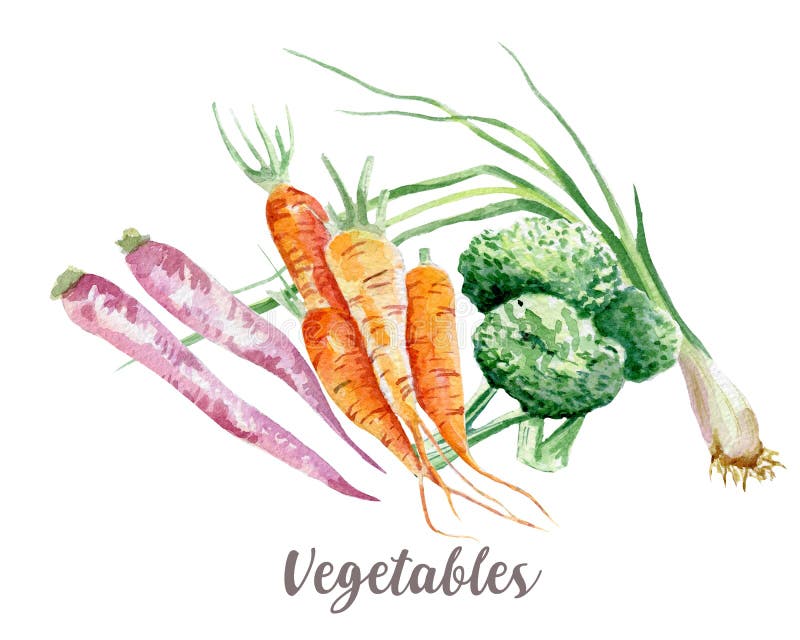Illustrazione delle verdure Acquerello disegnato a mano su fondo bianco royalty illustrazione gratis Illustrazione delle verdure Acquerello disegnato a mano su fondo bianco royalty illustrazione gratis