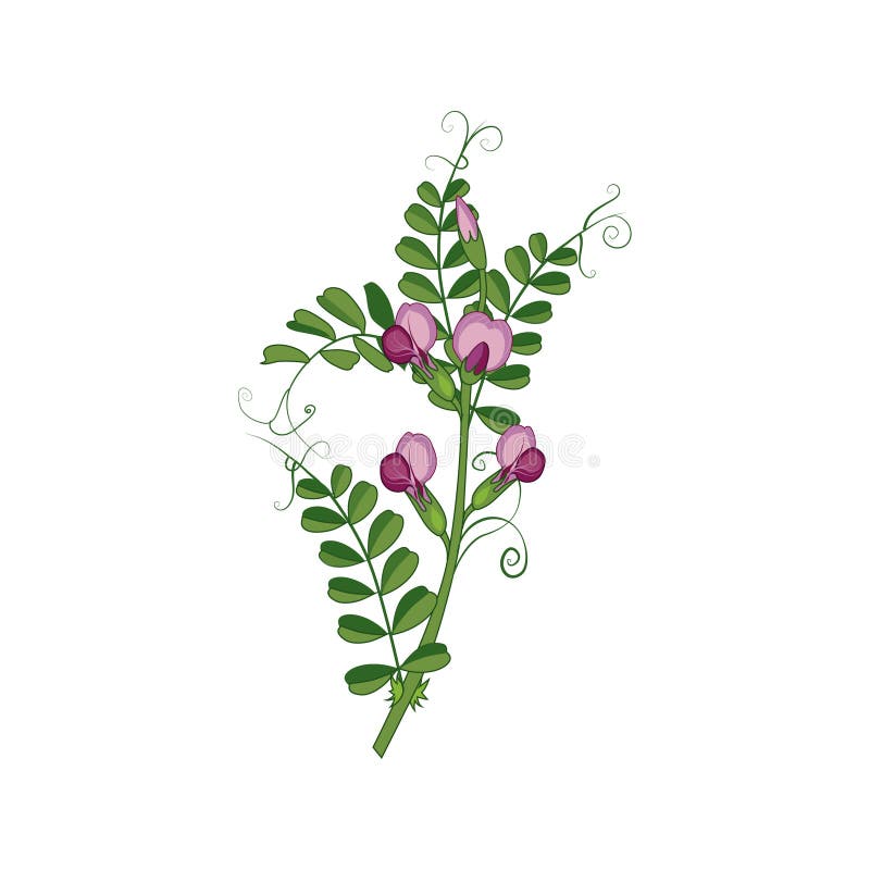 Illustrazione dettagliata dolce di Pea Wild Flower Hand Drawn