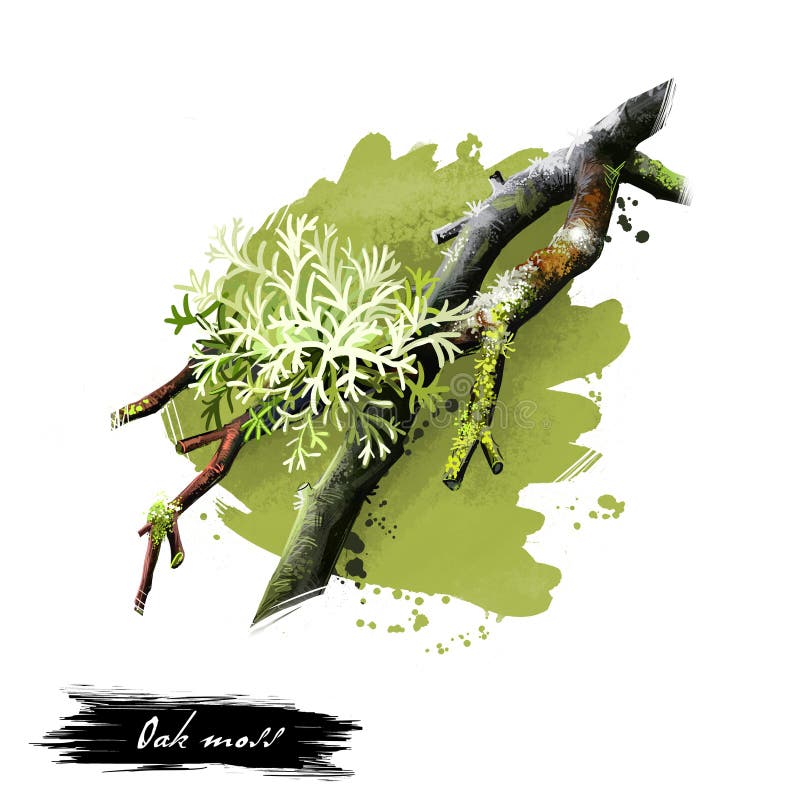 Illustrazione di arte di Digital di muschio di quercia, prunastri di Evernia isolato su fondo bianco Specie verdi verde oliva di royalty illustrazione gratis Illustrazione di arte di Digital di muschio di quercia, prunastri di Evernia isolato su fondo bianco Specie verdi verde oliva di royalty illustrazione gratis