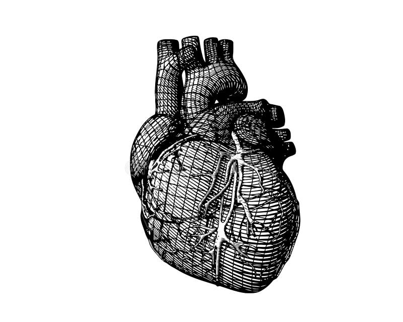 Illustrazione di cuore umano a telaio metallico monocromatico stilizzato illustrazione vettoriale